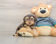 7 week old Yorkie Poo Puppy For Sale - Puppy Love PR