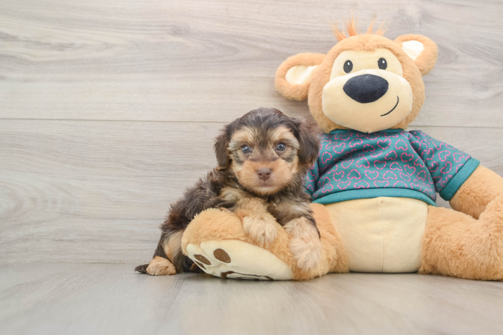 Small Yorkie Poo Baby