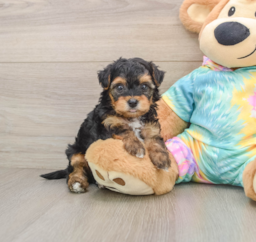 6 week old Yorkie Poo Puppy For Sale - Puppy Love PR