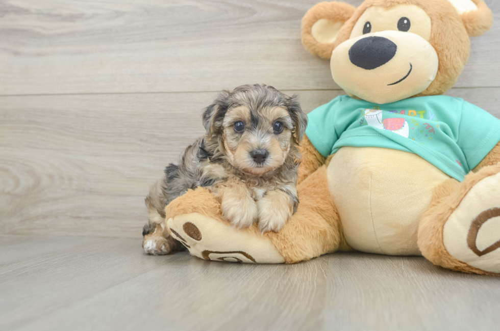 5 week old Yorkie Poo Puppy For Sale - Puppy Love PR