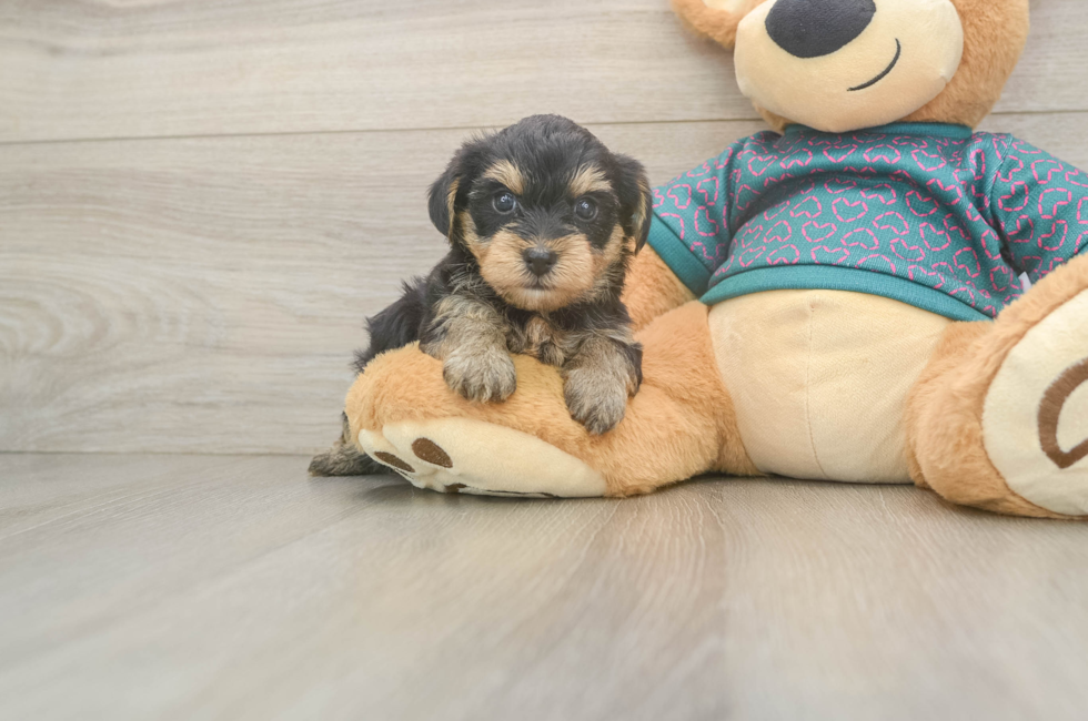 5 week old Yorkie Poo Puppy For Sale - Puppy Love PR