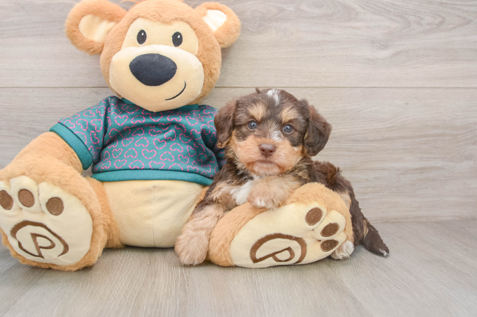 Smart Yorkie Poo Poodle Mix Pup