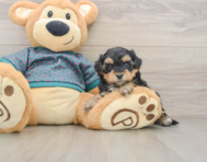 7 week old Yorkie Poo Puppy For Sale - Puppy Love PR