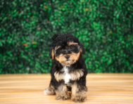 9 week old Yorkie Poo Puppy For Sale - Puppy Love PR