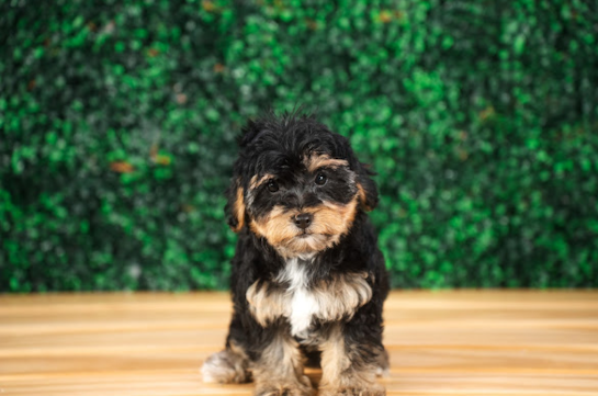 Cute Yorkie Poo Baby