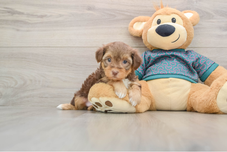 Playful Yo Yo Poo Poodle Mix Puppy