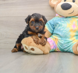 7 week old Yorkie Poo Puppy For Sale - Puppy Love PR