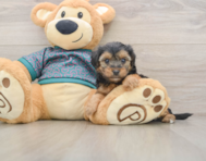 7 week old Yorkie Poo Puppy For Sale - Puppy Love PR