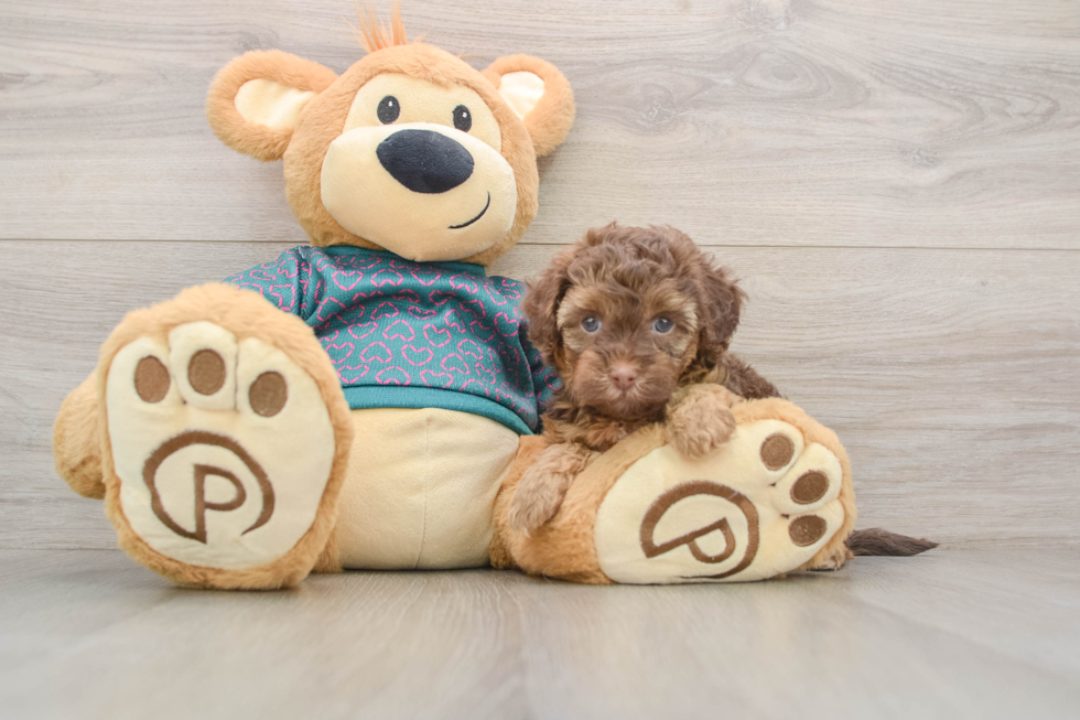 Happy Yorkie Poo Baby