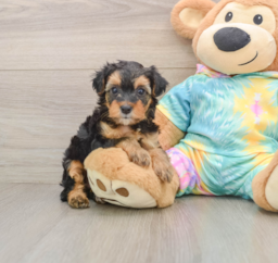 7 week old Yorkie Poo Puppy For Sale - Puppy Love PR