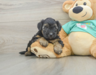 8 week old Yorkie Poo Puppy For Sale - Puppy Love PR