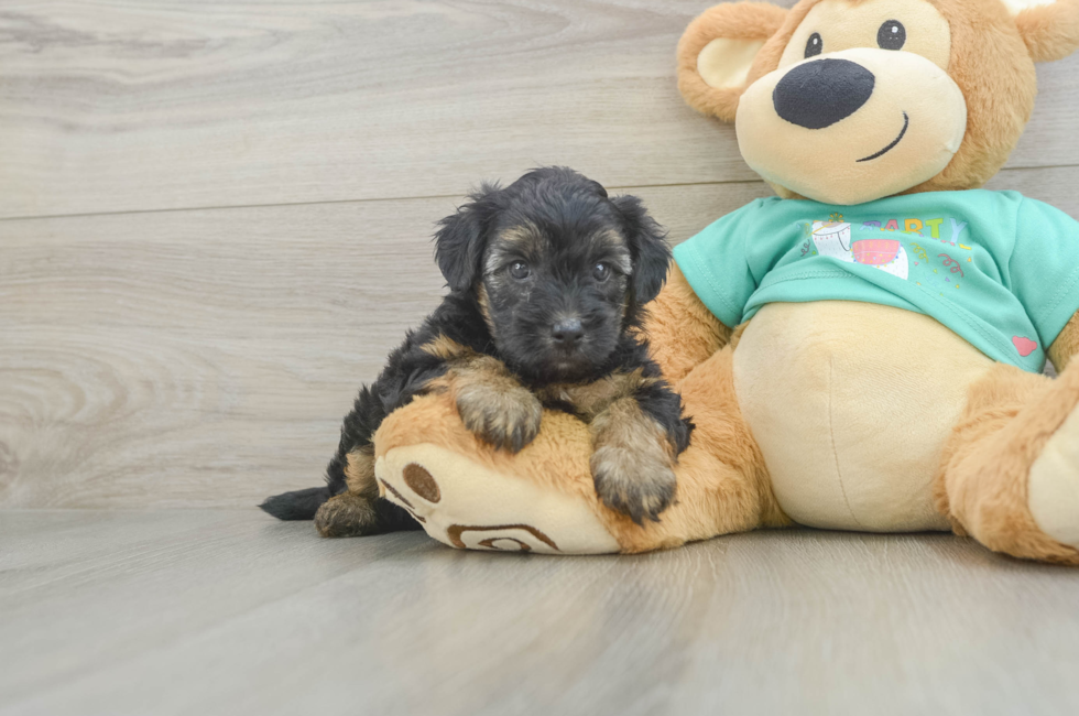 5 week old Yorkie Poo Puppy For Sale - Puppy Love PR
