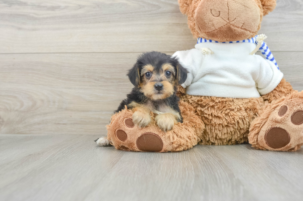 6 week old Yorkie Poo Puppy For Sale - Puppy Love PR