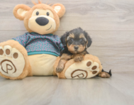 8 week old Yorkie Poo Puppy For Sale - Puppy Love PR