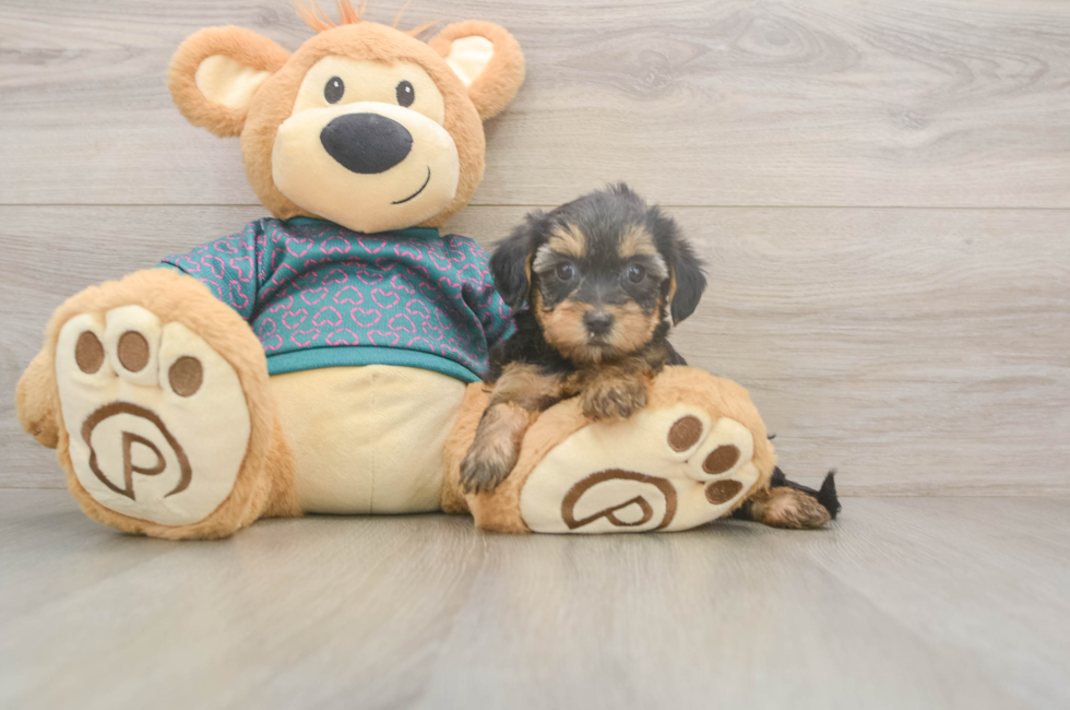 6 week old Yorkie Poo Puppy For Sale - Puppy Love PR