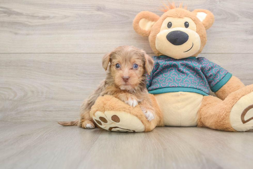 Popular Yorkie Poo Poodle Mix Pup