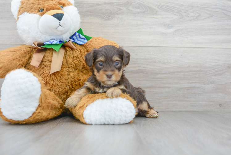 Meet Maci - our Yorkie Poo Puppy Photo 1/3 - Puppy Love PR Yorkie Poo Puppy for Adoption