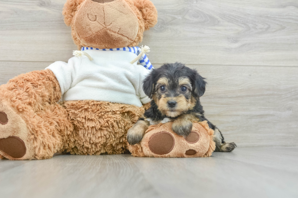 6 week old Yorkie Poo Puppy For Sale - Puppy Love PR