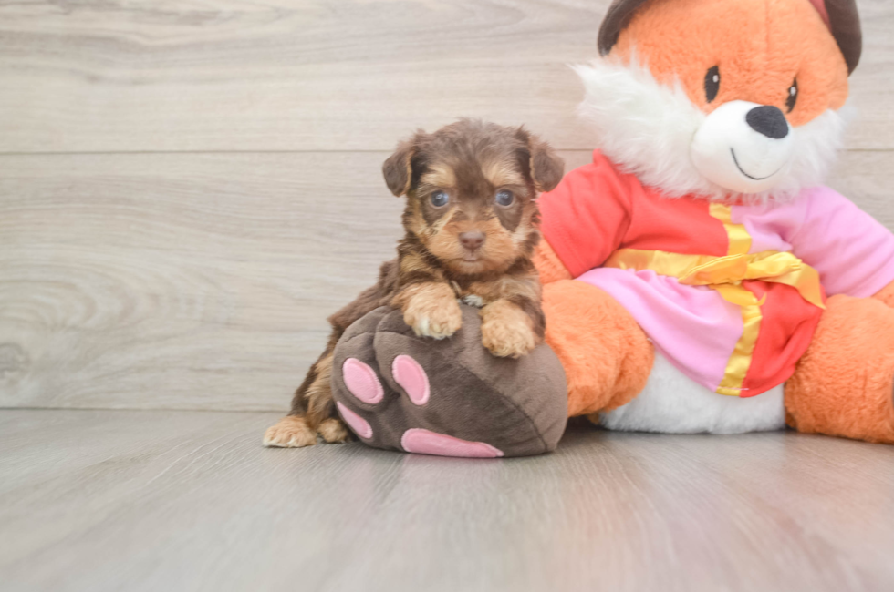 5 week old Yorkie Poo Puppy For Sale - Puppy Love PR