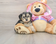 8 week old Yorkie Poo Puppy For Sale - Puppy Love PR