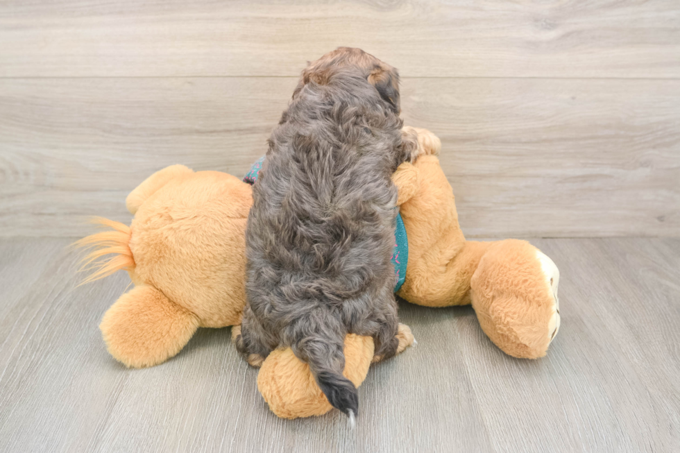 Funny Yorkie Poo Poodle Mix Pup