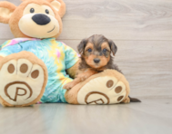 7 week old Yorkie Poo Puppy For Sale - Puppy Love PR