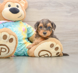 8 week old Yorkie Poo Puppy For Sale - Puppy Love PR