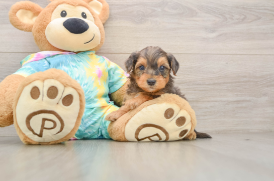 Yorkie Poo Pup Being Cute