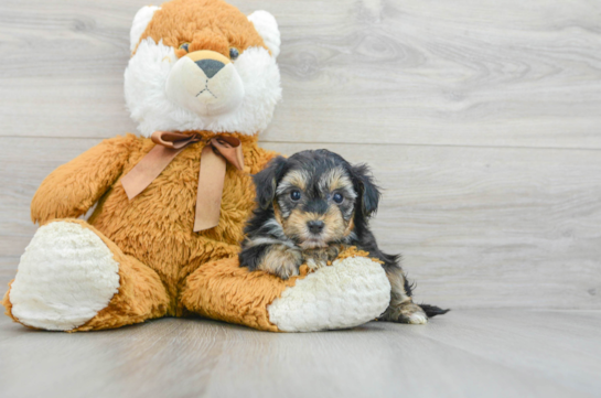 Best Yorkie Poo Baby