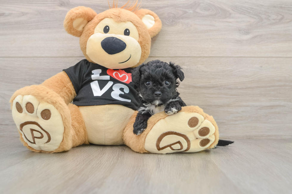 Petite Yorkie Poo Poodle Mix Pup