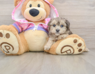 8 week old Yorkie Poo Puppy For Sale - Puppy Love PR