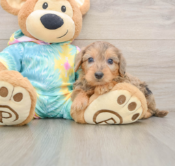 8 week old Yorkie Poo Puppy For Sale - Puppy Love PR