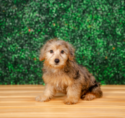 10 week old Yorkie Poo Puppy For Sale - Puppy Love PR