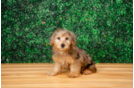 Best Yorkie Poo Baby