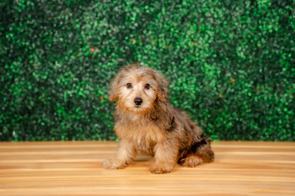 Best Yorkie Poo Baby