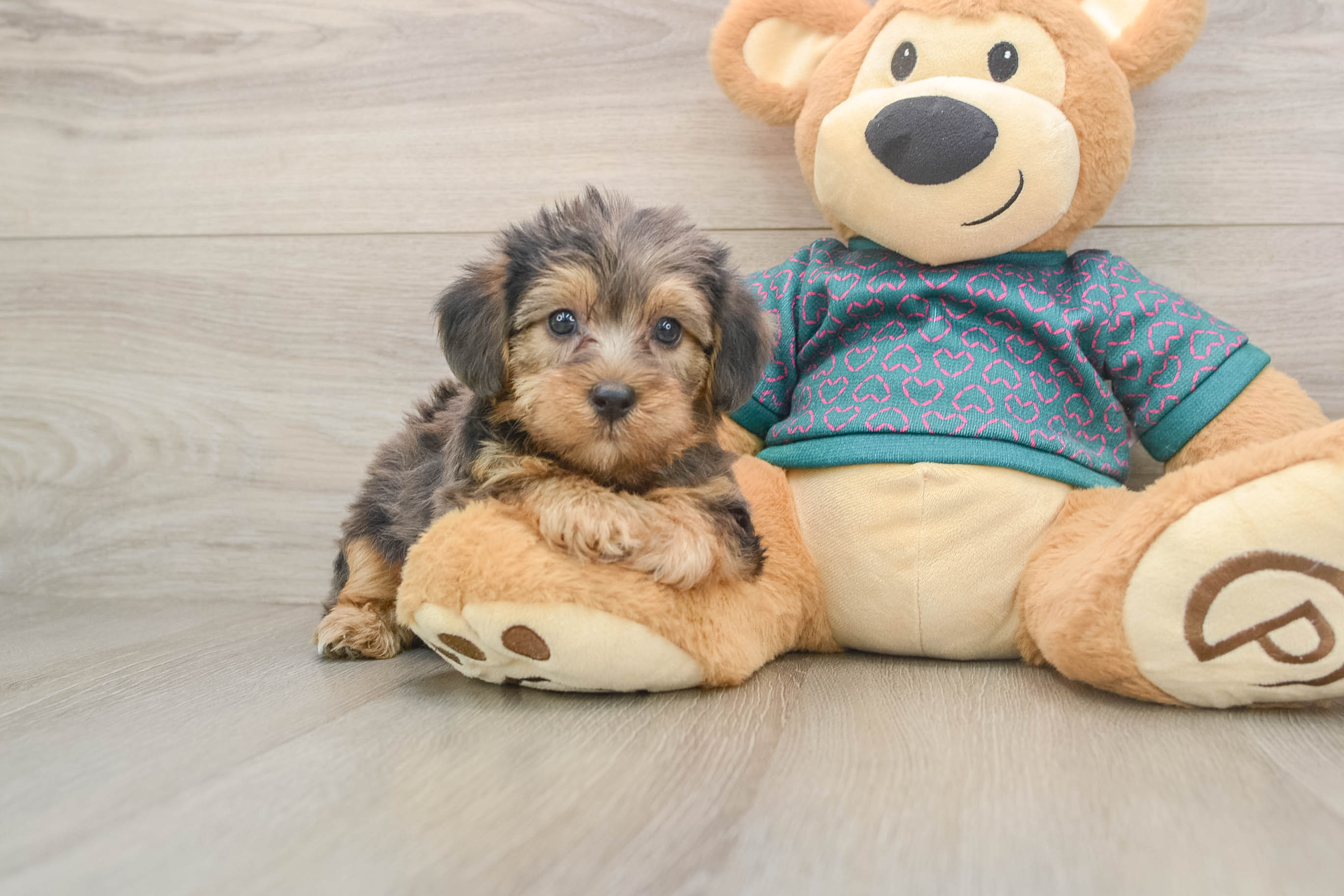 Best Yorkie Poo Baby