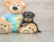 7 week old Yorkie Poo Puppy For Sale - Puppy Love PR