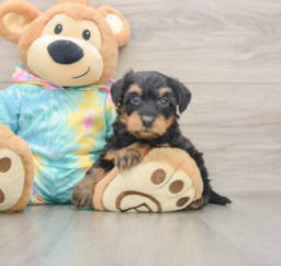 8 week old Yorkie Poo Puppy For Sale - Puppy Love PR