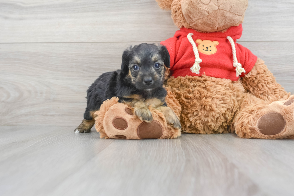 Best Yorkie Poo Baby