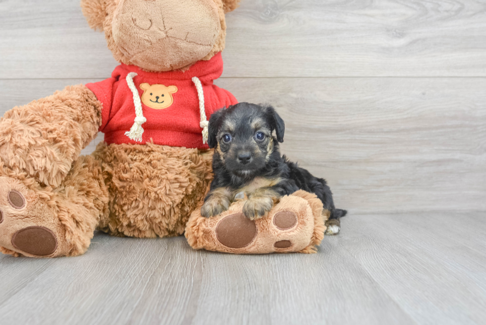 Playful Yorkie Doodle Poodle Mix Puppy