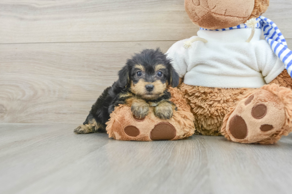 6 week old Yorkie Poo Puppy For Sale - Puppy Love PR