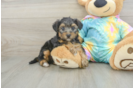 Hypoallergenic Yorkie Doodle Poodle Mix Puppy