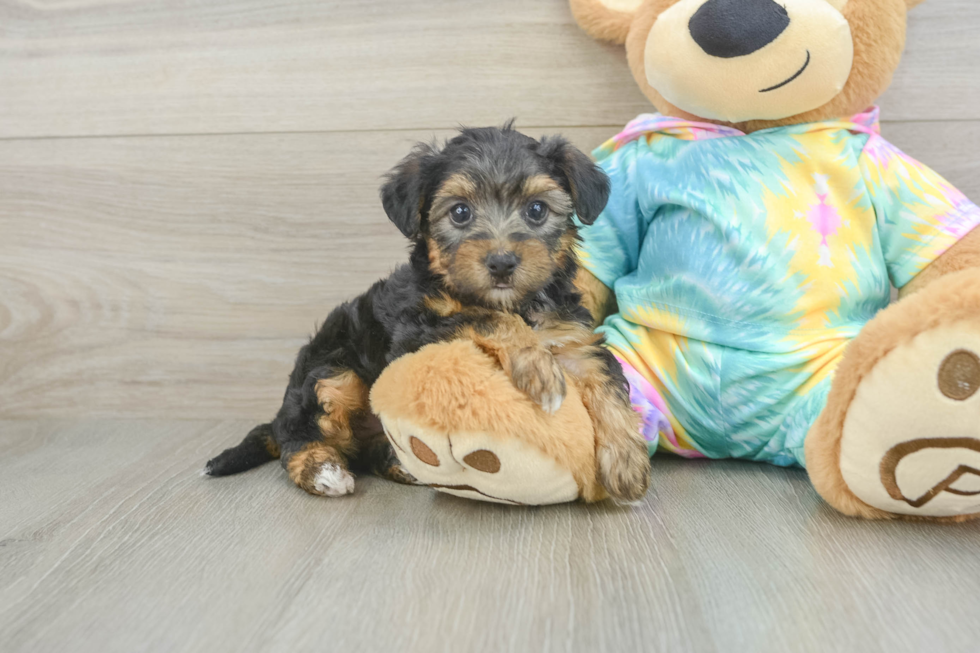 Hypoallergenic Yorkie Doodle Poodle Mix Puppy