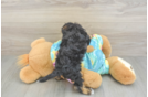 Little Yorkie Poodle Mix Poodle Mix Puppy