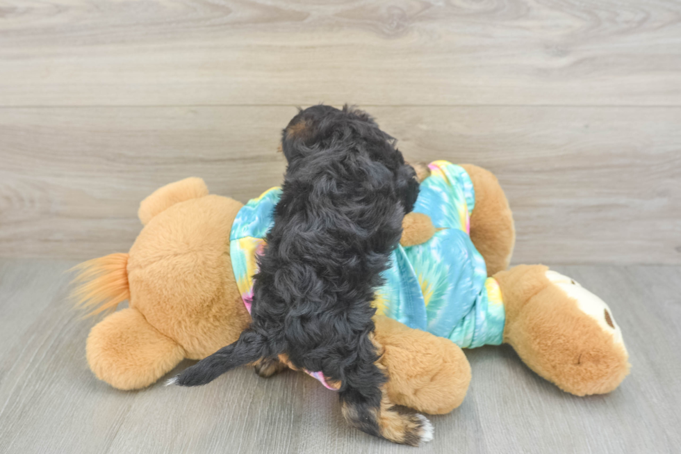 Little Yorkie Poodle Mix Poodle Mix Puppy