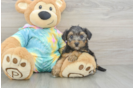 Petite Yorkie Poo Poodle Mix Pup
