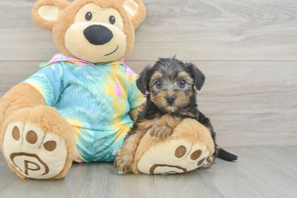 Petite Yorkie Poo Poodle Mix Pup