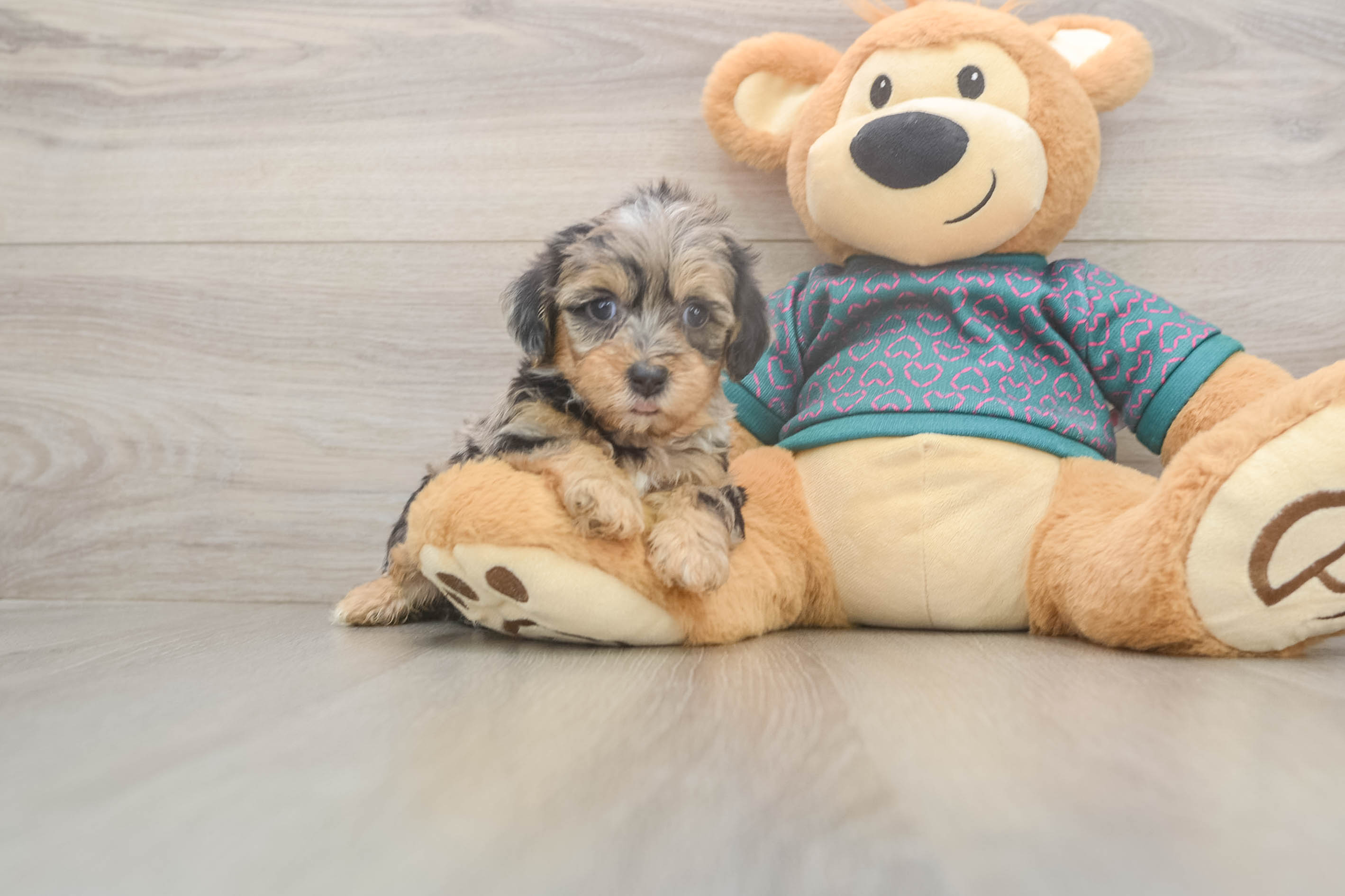 Fluffy Yorkie Poo Poodle Mix Pup