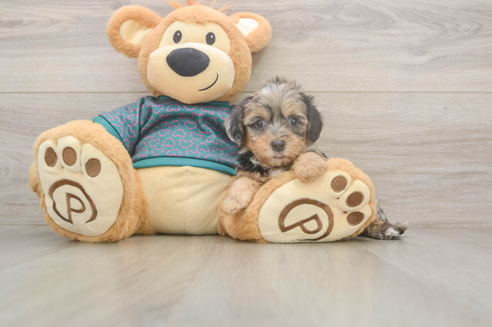 Yorkie Poo Pup Being Cute