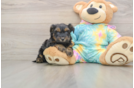 Fluffy Yorkie Poo Poodle Mix Pup